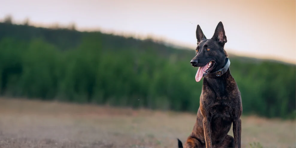 Your Dog’s Boundaries, Redefined.